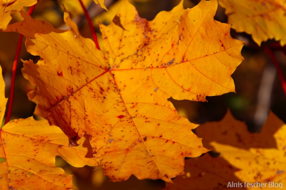 Meine Herbstfavoriten