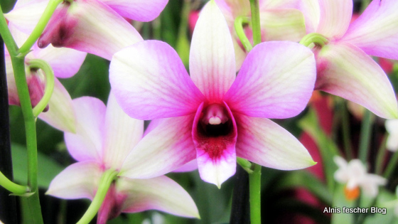 Orchideenausstellung im Stift Klosterneuburg