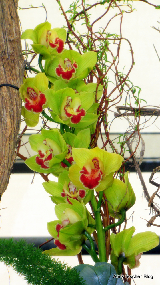 Orchideenausstellung im Stift Klosterneuburg
