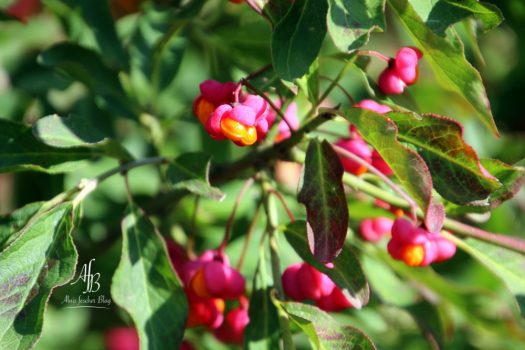 Herbstliches Bilderbuch